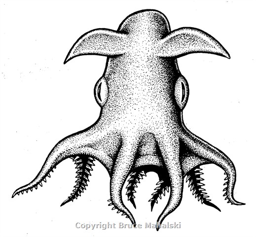 040 - Vampire Squid Picture